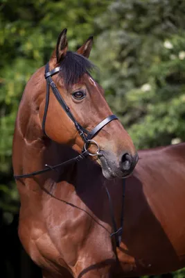 Produktbild von RIDING WORLD Trensenzaum englischer Reithalfter flachen Stirnriemen Büffelleder, Farbe:schwarz, Größe:Warmblutgröße
