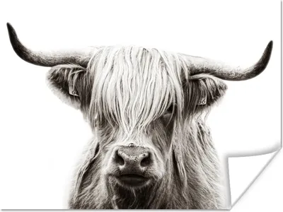 Produktbild von MuchoWow® Poster Schottischer Highlander - Tiere - Schwarz - Weiß 120x90 cm - Wandbild