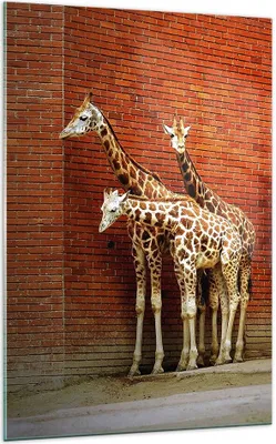 Produktbild von Bilder auf glas - Einteilig - Tiere Giraffen Zoo Familie - 70x100cm - Glasbilder - Wandbilder - Bilder - Wanddekoration aus Glas - Glas Bilder - Wandbild auf Glas - GPA70x100-2643