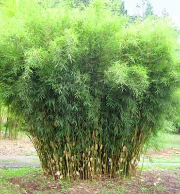 Produktbild von Bambus/ Fargesia robusta ´PINGWU´ 70-80 cm, Cont. 5 l