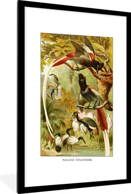Produktbild von MuchoWow® MuchoWow® Gerahmtes Poster Antiker Vogeldruck Fliegenschnäpper 60x90 cm - Poster mit zchwarzem Bilderrahmen - Dekoration - Wandposter Wohnzimmer - Hochwertig