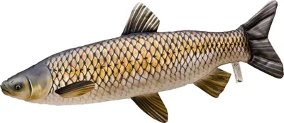 Zdjęcie produktu dla Pluszak Poduszka Wędkarska Ryba Dla Wędkarza Gadżet Prezent Amur 75Cm