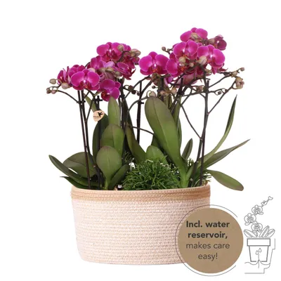 Produktbild von Kolibri Orchids lila Pflanzenset im Baumwollkorb inkl. Wassertank drei lila Orchideen Morelia 9cm und drei Grünpflanzen Rhipsalis Dschungelstrauß lila mit autarkem Wassertank