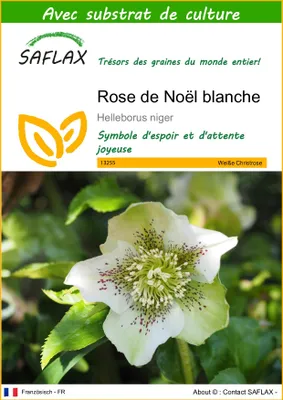 Image de SAFLAX - Rose de Noël blanche - 6 graines - Avec substrat - Helleborus
