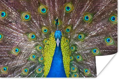 Produktbild von MuchoWow® Poster Pfau - Federn - Augen 90x60 cm - Schlafzimmer