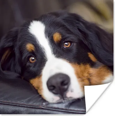 Produktbild von MuchoWow® Poster Ein Berner Sennenhund liegt auf dem Sofa 50x50 cm - Wohnzimmerdekoration