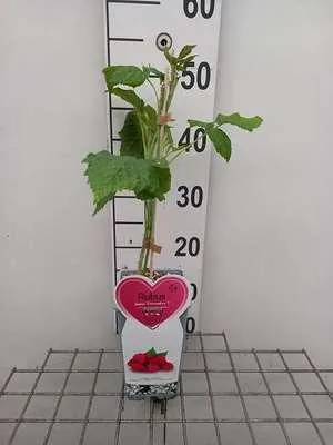 Obrázok produktu pre Rubus id. 'Enrosadira' ® - Malina 'Enrosadira' | 25 cm v kvetináči