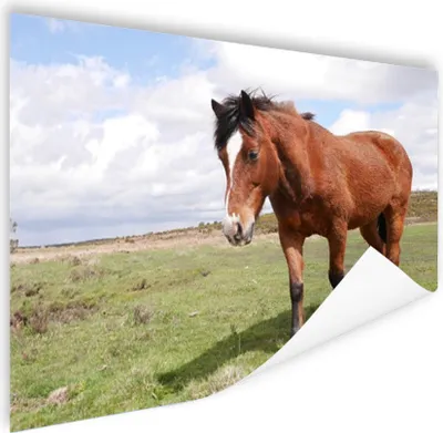 Produktbild von MuchoWow® Poster Pferd - Licht - Schatten 120x90 cm - Wandbild