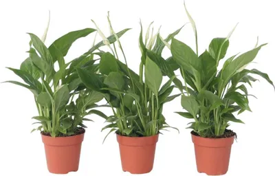 Produktbild von Friedenslilie - Einblatt - 3 Stk - Spathiphyllum Torelli - Höhe 30-45cm - ⌀12cm