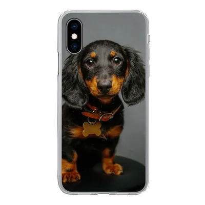 Produktbild von MuchoWow® Handyhülle Schutzhülle Hülle für iPhone X Studiofoto eines Dackelwelpen Silikon Softcase Handy Hülle - Handyhülle