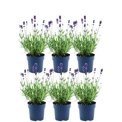 Produktbild von Plants by Frank | 6 Blauer Duft-Lavendel Pflanzen | Lavandula Angustifolia Felice® | Echter Lavendel | Stauden | Gartenpflanzen