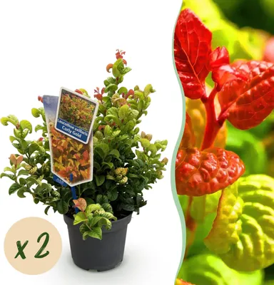 Produktbild von GreenboutiQ - Gartenpflanze - Leucothoe Curly Gold - Gelb - 2 Pflanzen - Immergrün - Wenig Pflege - Topf 17cm Höhe 40cm