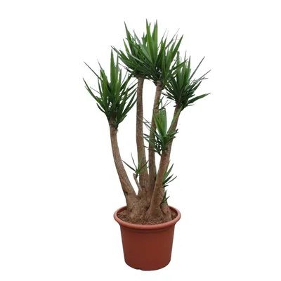 Produktbild von Obří palmová lilie - Yucca Elephantipes - pokojová rostlina - 230 cm - ø60cm