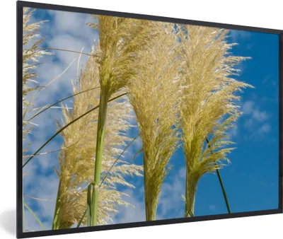 Produktbild von MuchoWow® Gerahmtes Poster Pflanzen - Pampasgras - Luft 30x20 cm - Poster mit Schwarzem Bilderrahmen Wandposter Rahmen Foto Bilder - Kunstdruck - Bild-Poster