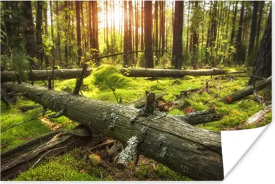 Produktbild von MuchoWow® Poster Baum - Wald - Moos 120x80 cm - Bilder
