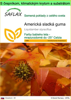 Obrázok produktu pre SAFLAX Garden to go - Americká sladká guma - Liquidamber styraciflua - 100 Semená - S črepníkom, klimatickým vekom a pestovateľským substrátom