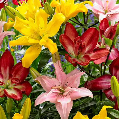 Produktbild von Lilien Zwiebeln Winterhart Mehrjährig - Gefülltes Asiatische Lilien Kollektion - 15 Zwiebeln - 5 Sorten/Farben, Winterharte Lilienzwiebeln Mischung aus Holland (große Knollen, kein Samen)