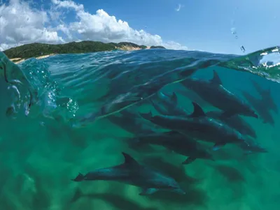 Zdjęcie produktu dla New York Puzzle Company Puzzle Bottlenose Dolphins - 1000 Teile