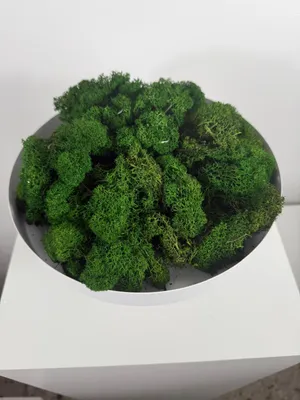 Produktbild von Reindeer Moss – Island Moos – Deko Moos in Natur, Pink, Lila, Orange, Rosa & Grün – 250g oder 500g – Natürliches, pflegeleichtes & luftreinigendes Dekomaterial – Für Wandbilder, Tischdeko & Pflanzenarrangements