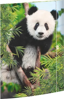Produktbild von Gummizugmappe - A3 Panda. Packung mit 3 Stück