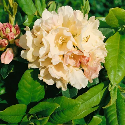 Produktbild von Rhododendron yakushimanum 'Golden Torch', gelb, 25–30 cm