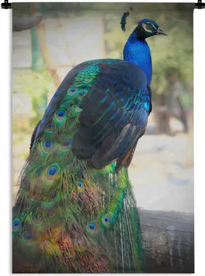 Produktbild von MuchoWow® Wandteppich Wandbehang Tiere - Pfau - Federn 90x135 cm Tapisserie Dekoration Wandtuch - Baumwolle - Wandskulptur