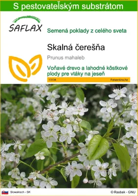Obrázok produktu pre SAFLAX - skalná čerešňa - Prunus mahaleb - 30 Semená - S pestovateľským substrátom bez klíčkov