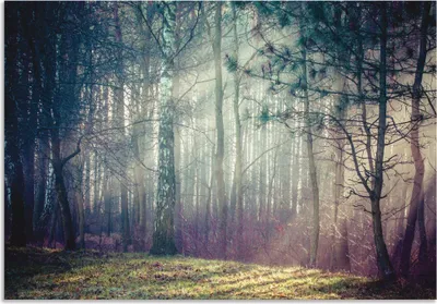 Produktbild von ARTland Wandbild Alu für Innen & Outdoor Sonnenstrahlen im Wald Größe: 70x50 cm