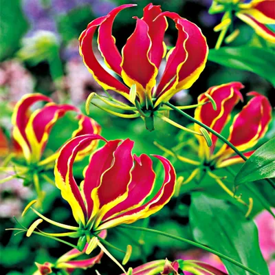 Produktbild von Gloriosa Kletterpflanze Zwiebel Blumenzwiebel rot Gloriosa 1 St.