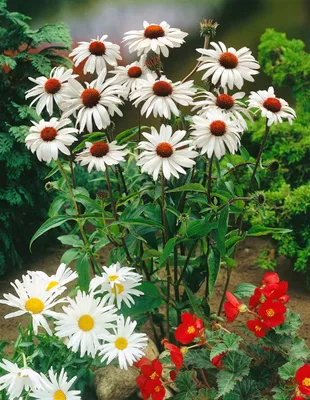Produktbild von Echinacea purpurea 'White Swan', weiß, ca. 9x9 cm Topf