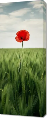 Produktbild von Bild 40x100cm Einsamer Mohn auf dem Feld