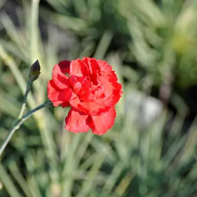 Produktbild von 6 x Feder Nelke - Dianthus plumarius 'David' | Topf 9cm x 9cm