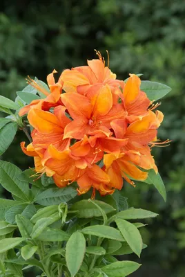 Produktbild von Rhododendron luteum 'Goldflamme', gelb-orange, 30–40 cm
