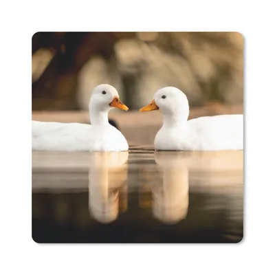 Produktbild von MuchoWow® Mauspad Mousepad Ente - Weiß - Tiere - Wasser - Vogel - Enten 30x30 cm - Mousepads - Maus Mat - Pad - Mausunterlage - Gaming