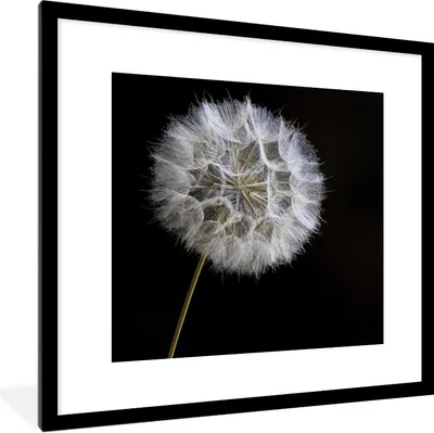Produktbild von MuchoWow® Gerahmtes Poster Makro - Löwenzahn - Schwarz 40x40 cm - Poster mit Schwarzem Bilderrahmen Wandposter Rahmen Foto Bilder - Poster - Plakat im Rahmen