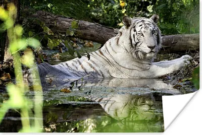 Produktbild von MuchoWow® Poster Weißer Tiger im Wasser 180x120 cm - Fotoplakat