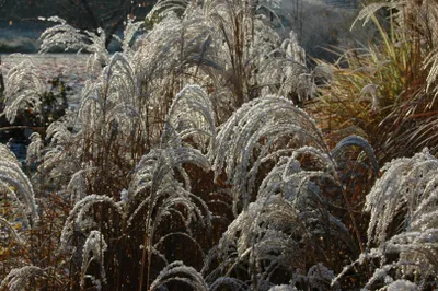 Produktbild von Miscanthus sinensis 'Sioux', Chinaschilf, ca. 11x11 cm Topf