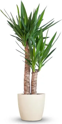 Image de Green boutiQ - Plante d'intérieur - Yucca - Yucca Elephantipes - Vert - Peu d'entretien - 1 plante - avec pot gris - Pot 21 cm - Hauteur 80 - 90 cm