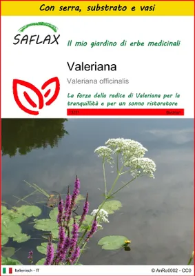 Immagine prodotto di SAFLAX Insieme di coltivazione - Valeriana - 200 semi - Valeriana
