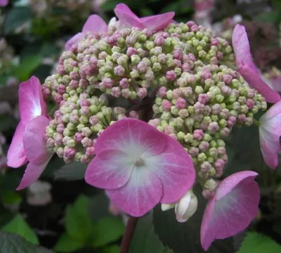 Produktbild von Bauernhortensie Twist n Shout - Gartenhortensie - Hydrangea macrophylla - Endless Summer