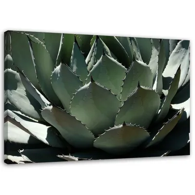 Produktbild von Leinwandbild nahaufnahme von agavenblättern 90x60 cm Feeby grün wandbild bereit zum aufhängen
