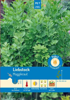 Artikelbild 1 von 'Liebstock Maggikraut' aus der Kategorie Liebstöckelsamen