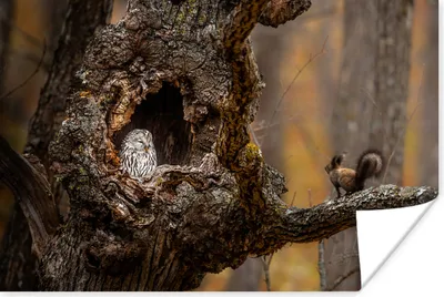 Produktbild von MuchoWow® Poster Nahaufnahme Eule und Eichhörnchen im Baum 90x60 cm - Schlafzimmer