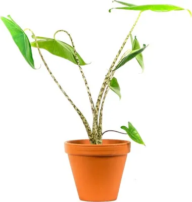 Obrázok produktu pre Gardners Alocasia Zebrina, priemer 17 cm