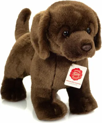 A brown teddy bear Labrador dog is standing on a white background.