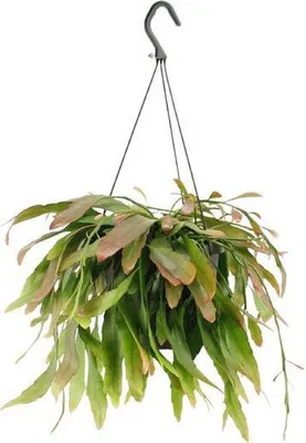 Produktbild von Korallenkaktus Rhipsalis Red Coral Ø17cm 25cm Hängende Zimmerpflanze ohne Dornen