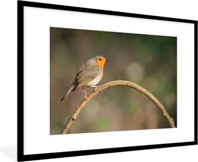 Produktbild von MuchoWow® Gerahmtes Poster Rotkehlchen - Vogel - Natur 90x60 cm - Poster mit Schwarzem Bilderrahmen Wandposter Rahmen Foto Bilder - Wanddekoration - Fotos