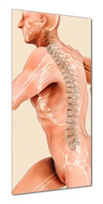 Produktbild von Wallario selbstklebende Duschrückwand 90 x 180 cm mit Motiv Anatomie Wirbelsäule - Menschliches Skelett beim Laufen - Wandverkleidung mit Hochglanzlaminat in Glasoptik