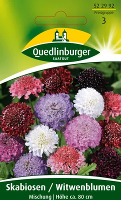Produktbild von Skabiose, Witwenblume