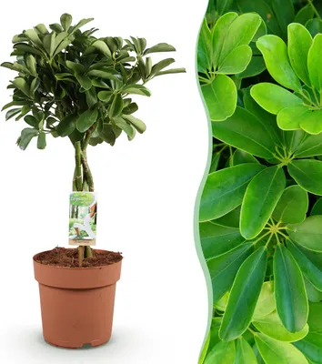 Image de Green BoutiQ - Green, c'est... Plantes d'intérieur - Schefflera Nora - Arbre aux doigts - Peu d'entretien - Vert - 1 plante - Pot de 21 cm - Hauteur 70-82 cm